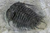 Gondwanaspis Trilobite - Rare species #92500-5